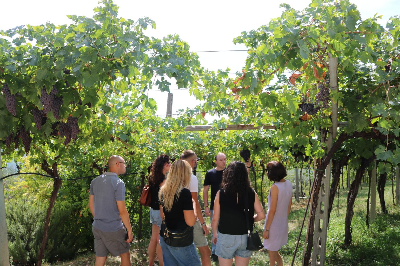A small group listening to a story among the vines