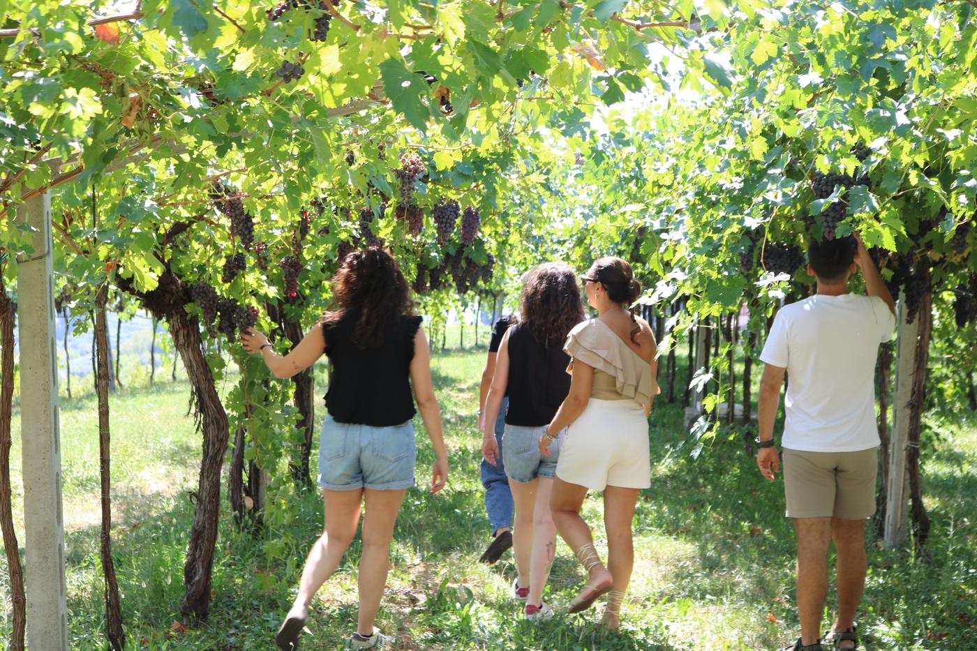 Guests walking under a vine pergola heavy with grapes